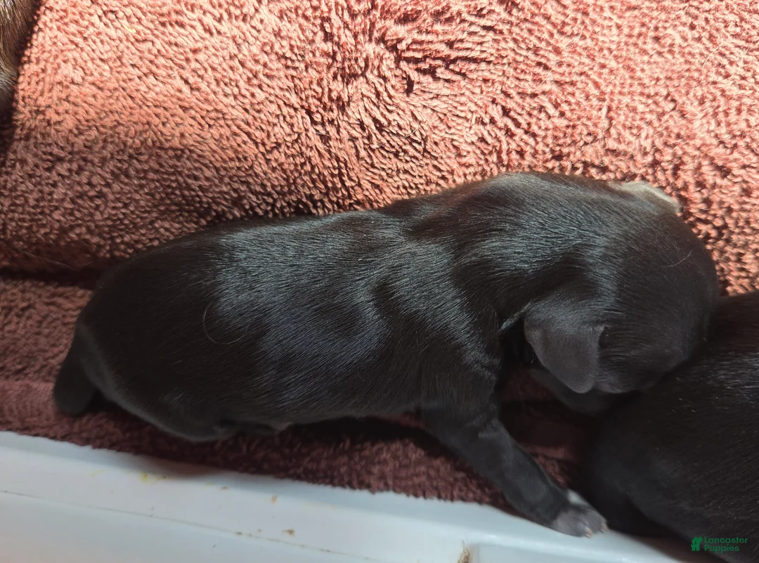 Shih Tzu dogs for sale: Shih Tzu Puppy 3 - Ad 1