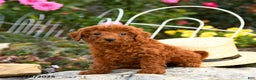 Miniature Poodle dogs for sale: Trixie - Ad 1
