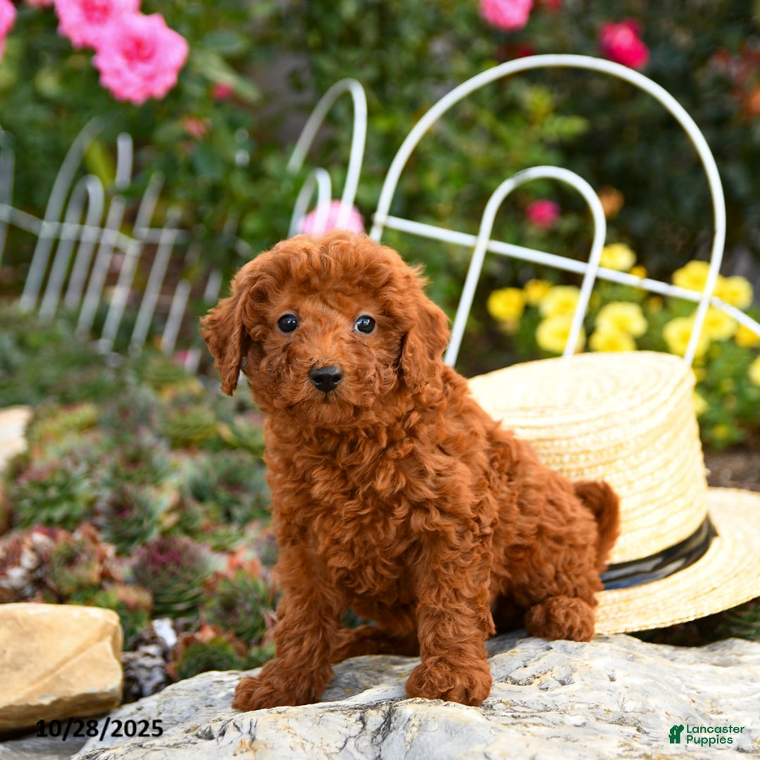 Miniature Poodle dogs for sale: Trixie - Ad 1