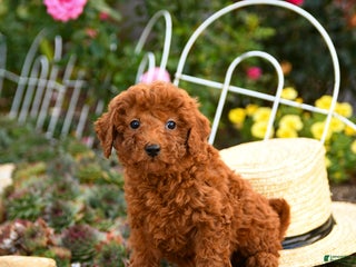 Miniature Poodle dogs Trixie - Ad 18