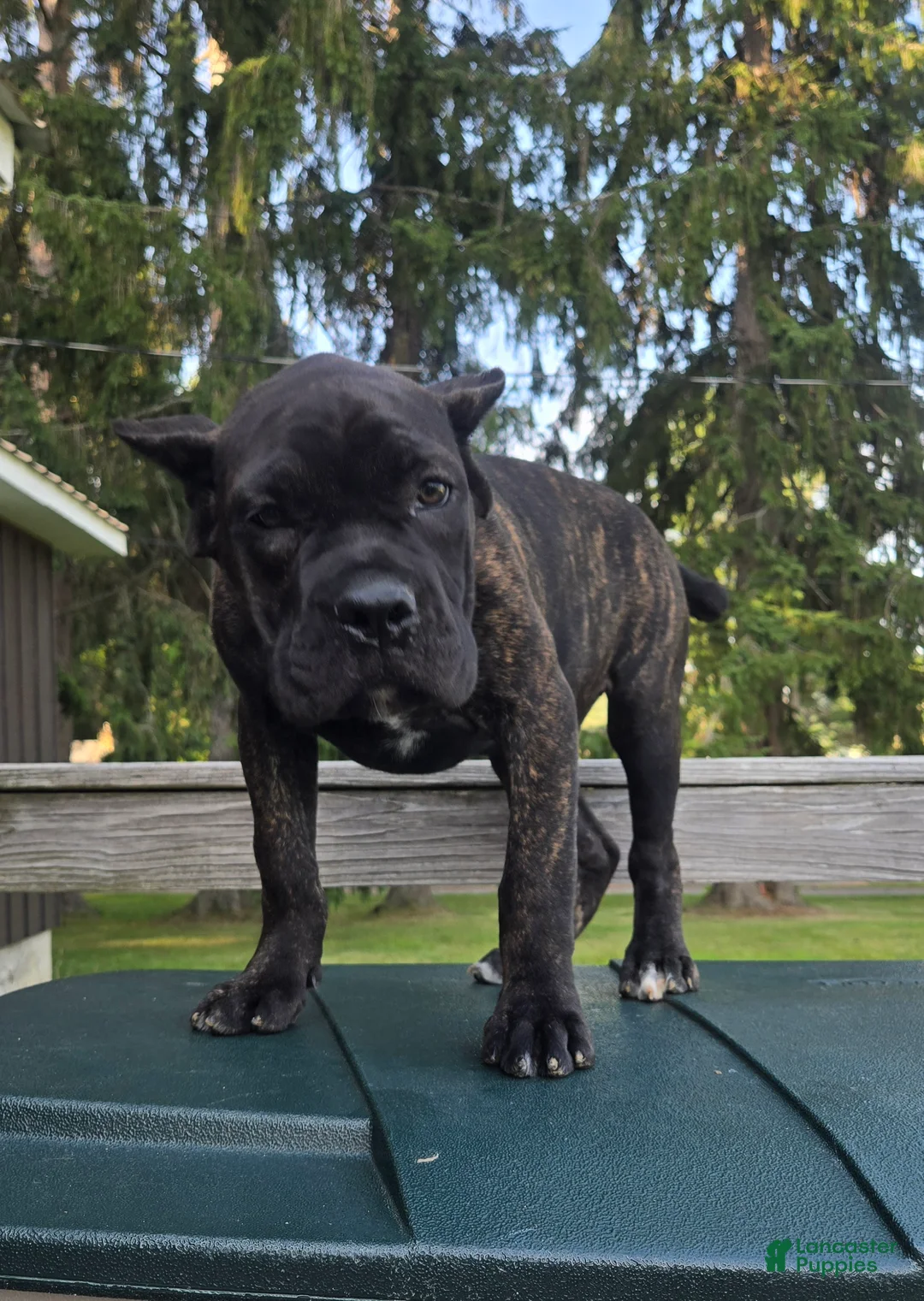 Cane Corso dogs for sale: Sadie - Ad 2