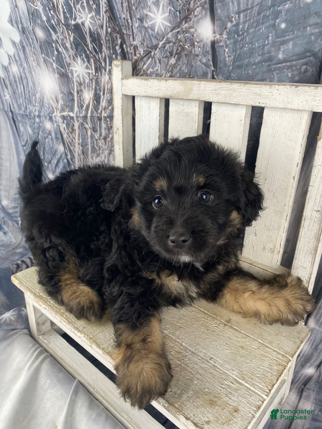 Mini Aussiedoodle dogs for sale: Isaiah - Ad 8