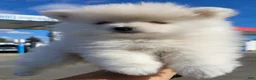Pomeranian dogs for sale: BEAR FACE BELLA  - Ad 5