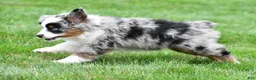 Miniature Australian Shepherd dogs for sale: Wendy - Ad 4