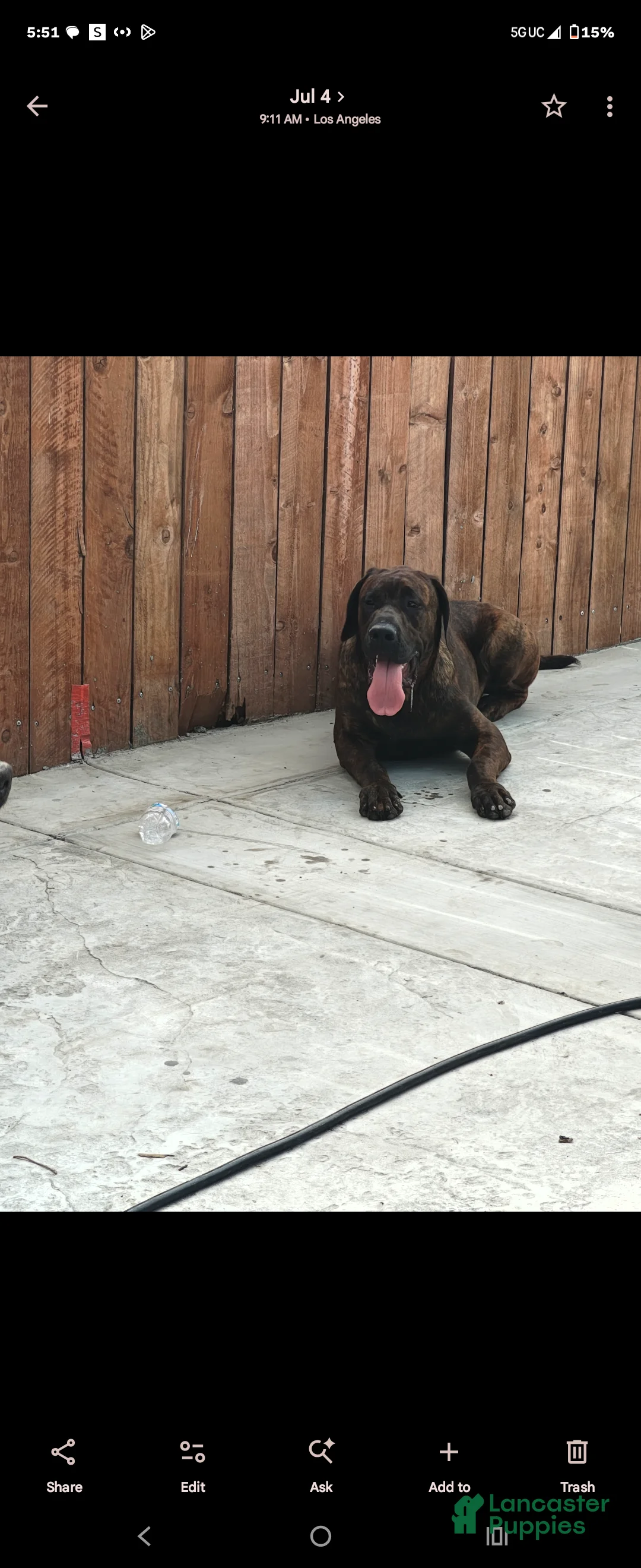 Mixed Breed dogs for sale: Mixed Breed 1 - Ad 2