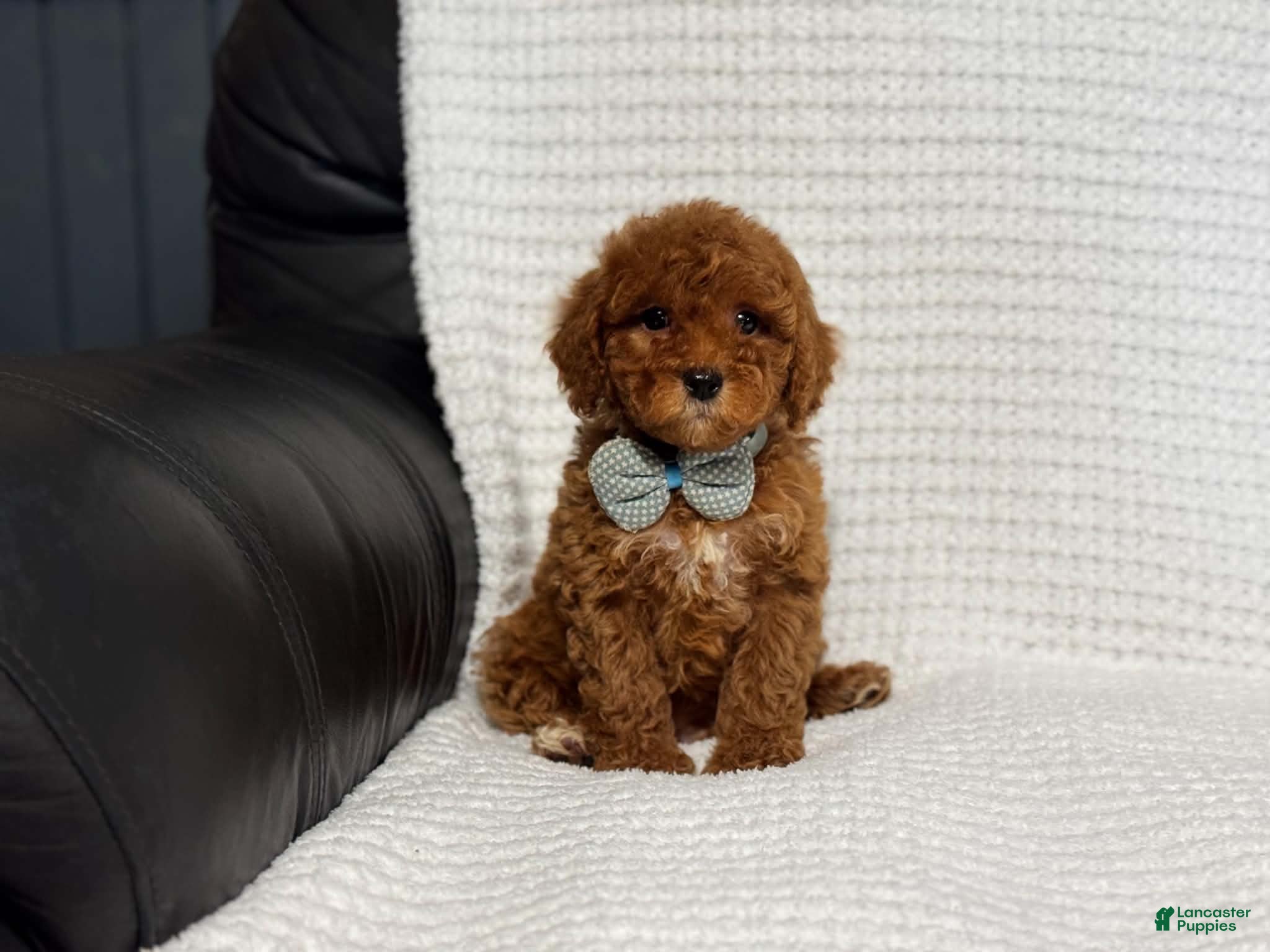 Cavapoo dogs Archie - Ad 39