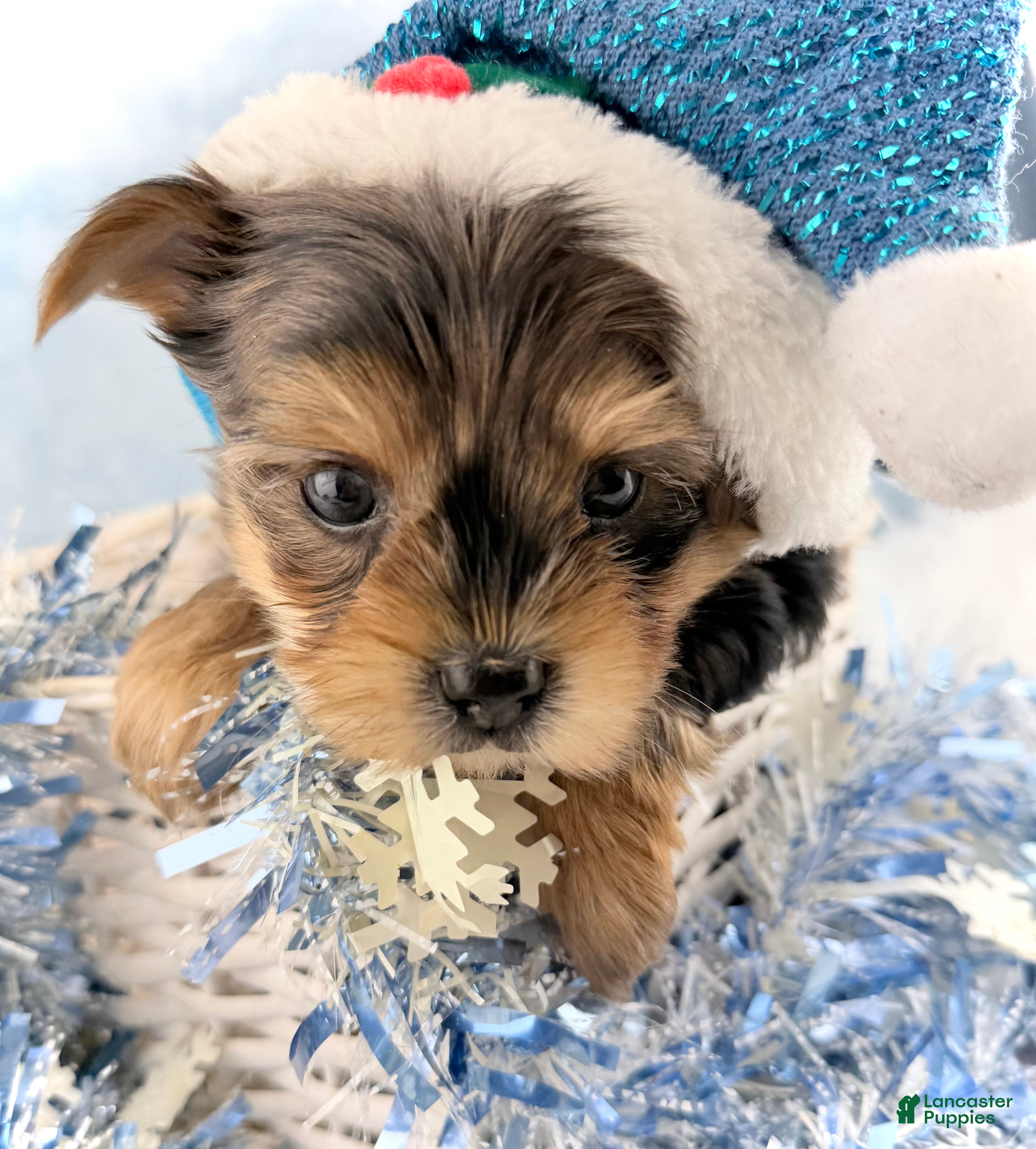 Yorkshire Terrier dogs Teddy - Ad 10