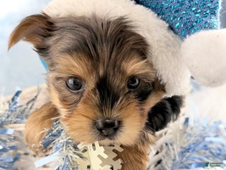 Yorkshire Terrier dogs Teddy - Ad 8