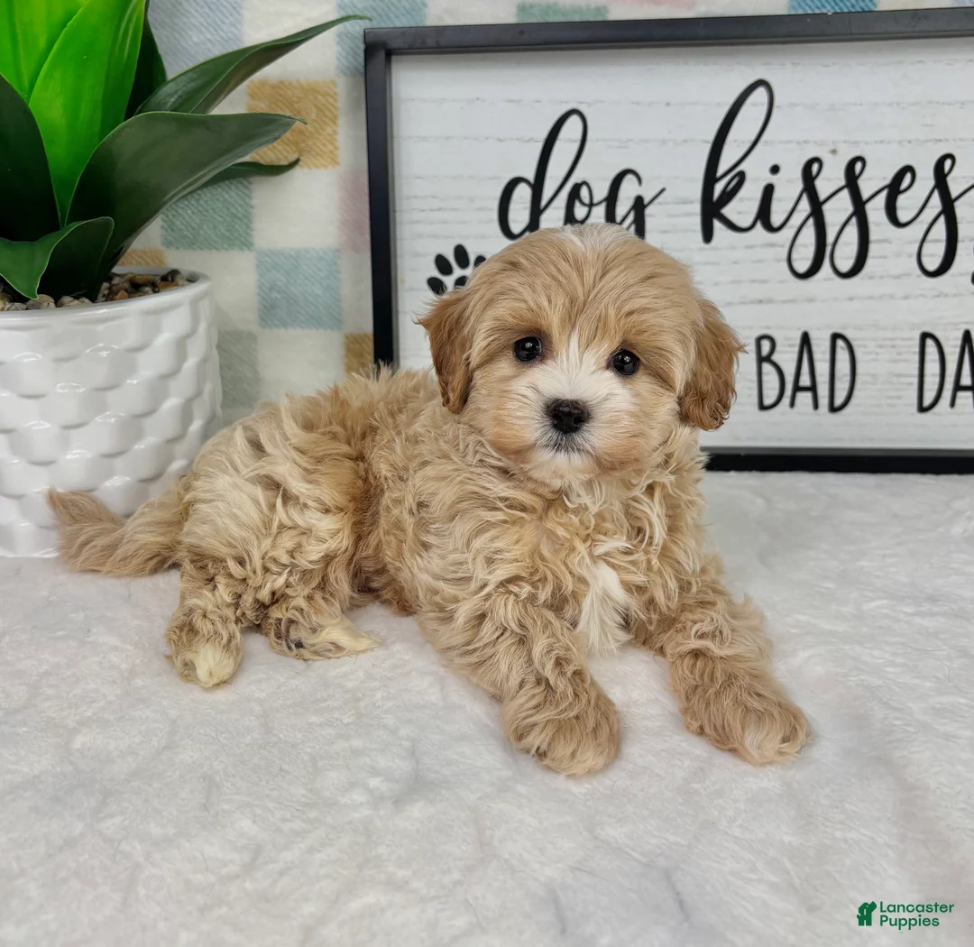 Cavapoo dogs for sale: Connor - Ad 5
