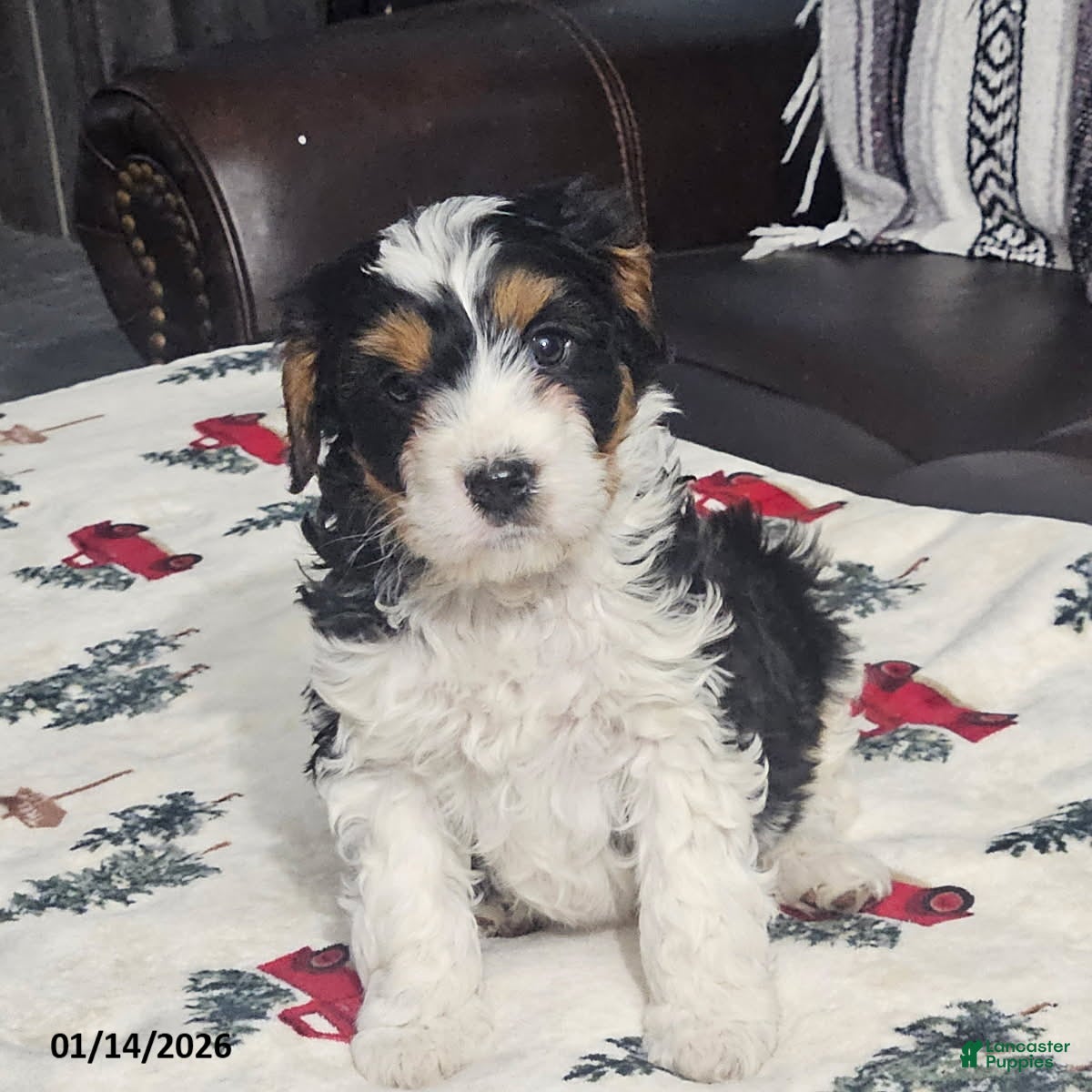 Cavapoo dogs Spot - Ad 9