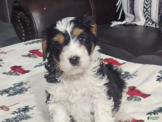 Cavapoo dogs Spot - Ad 16