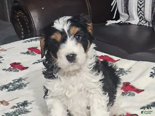 Cavapoo dogs Spot - Ad 41