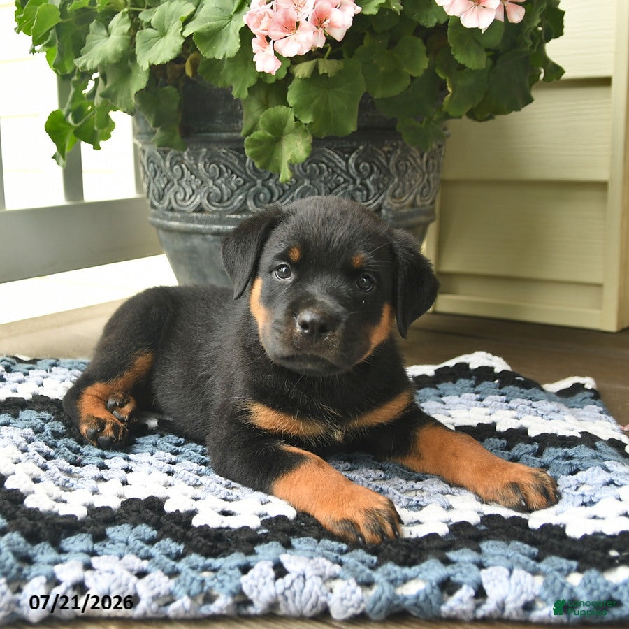 Rottweiler dogs Meadow  - Ad 2