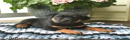 Rottweiler dogs for sale: Meadow  - Ad 2