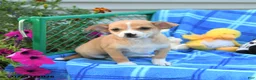 Mixed Breed dogs for sale: Thunder - Ad 1