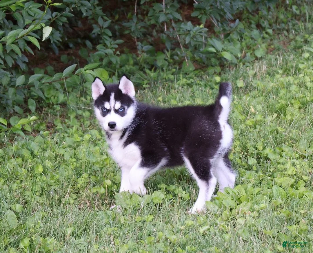 Siberian Husky dogs for sale: Lacey - Ad 2