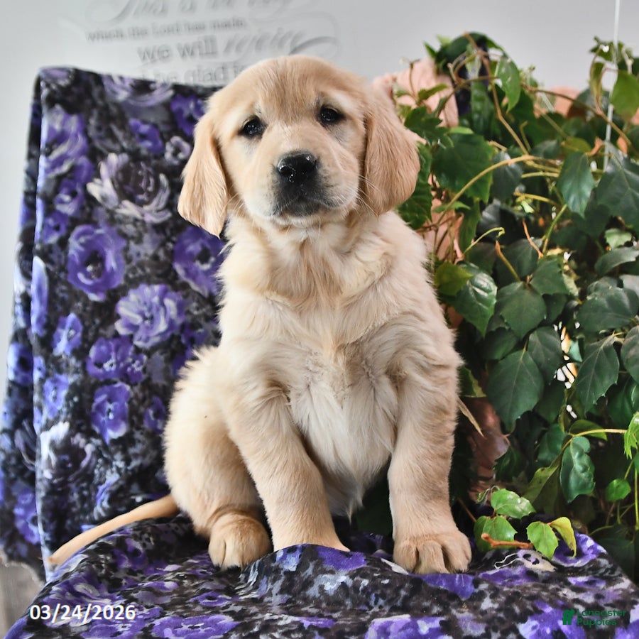 Golden Retriever dogs Honey - Ad 1