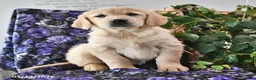 Golden Retriever dogs for sale: Honey - Ad 1