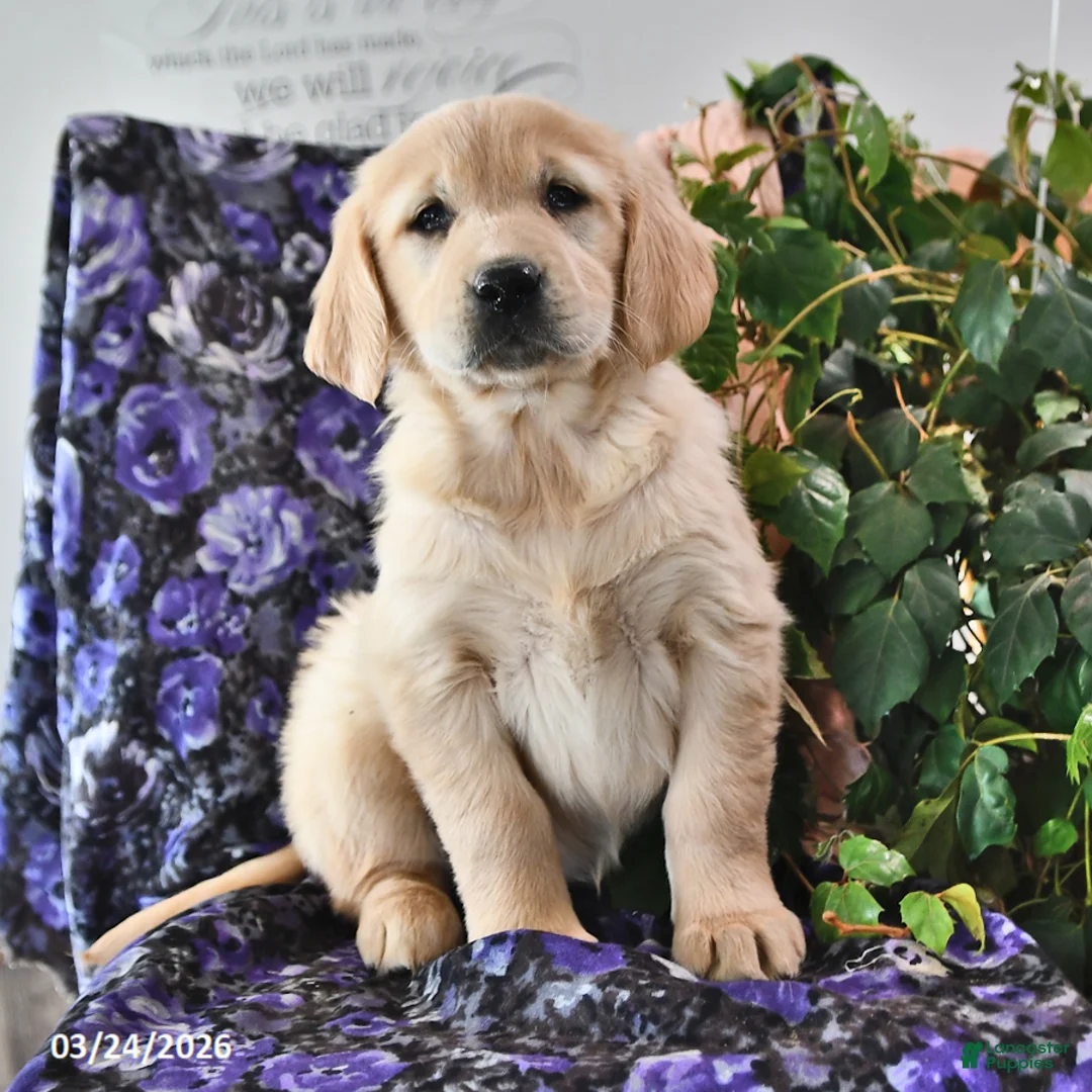 Golden Retriever dogs for sale: Honey - Ad 1