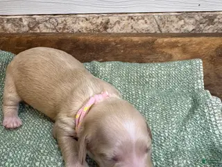 Miniature Dachshund dogs for sale: Aspen-Pink - Ad 2