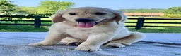 Golden Retriever dogs for sale: Otis - Ad 3