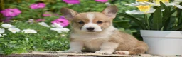 Welsh Corgi Pembroke dogs for sale: Cyrus - Ad 5