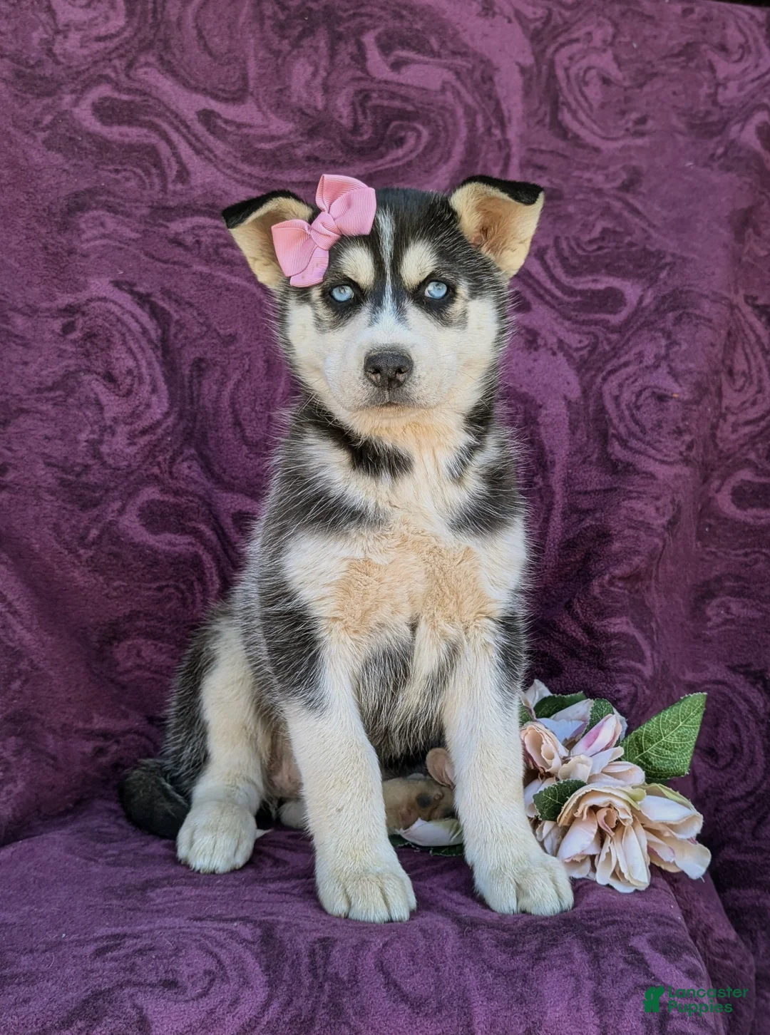 Siberian Husky dogs for sale: Josie - Ad 1