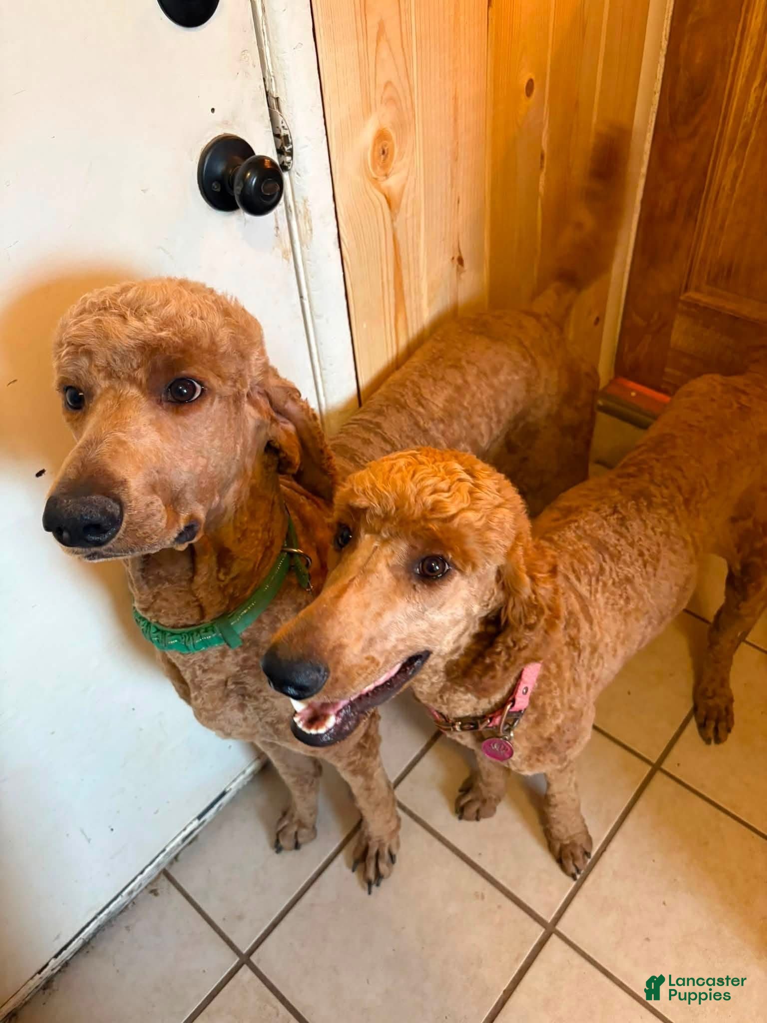 Standard Poodle dogs Standard Poodle 5 - Ad 2