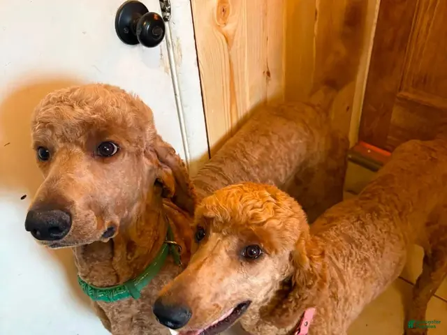 Standard Poodle dogs Standard Poodle 5 - Ad 2
