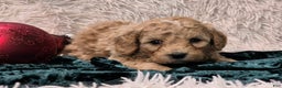 Mini Goldendoodle dogs for sale: Fluffy - Ad 3