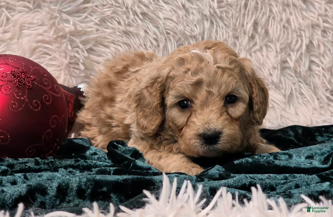 Mini Goldendoodle dogs for sale: Star - Ad 5