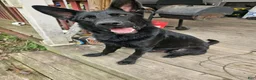 German Shepherd dogs for sale: Ghost - Ad 7