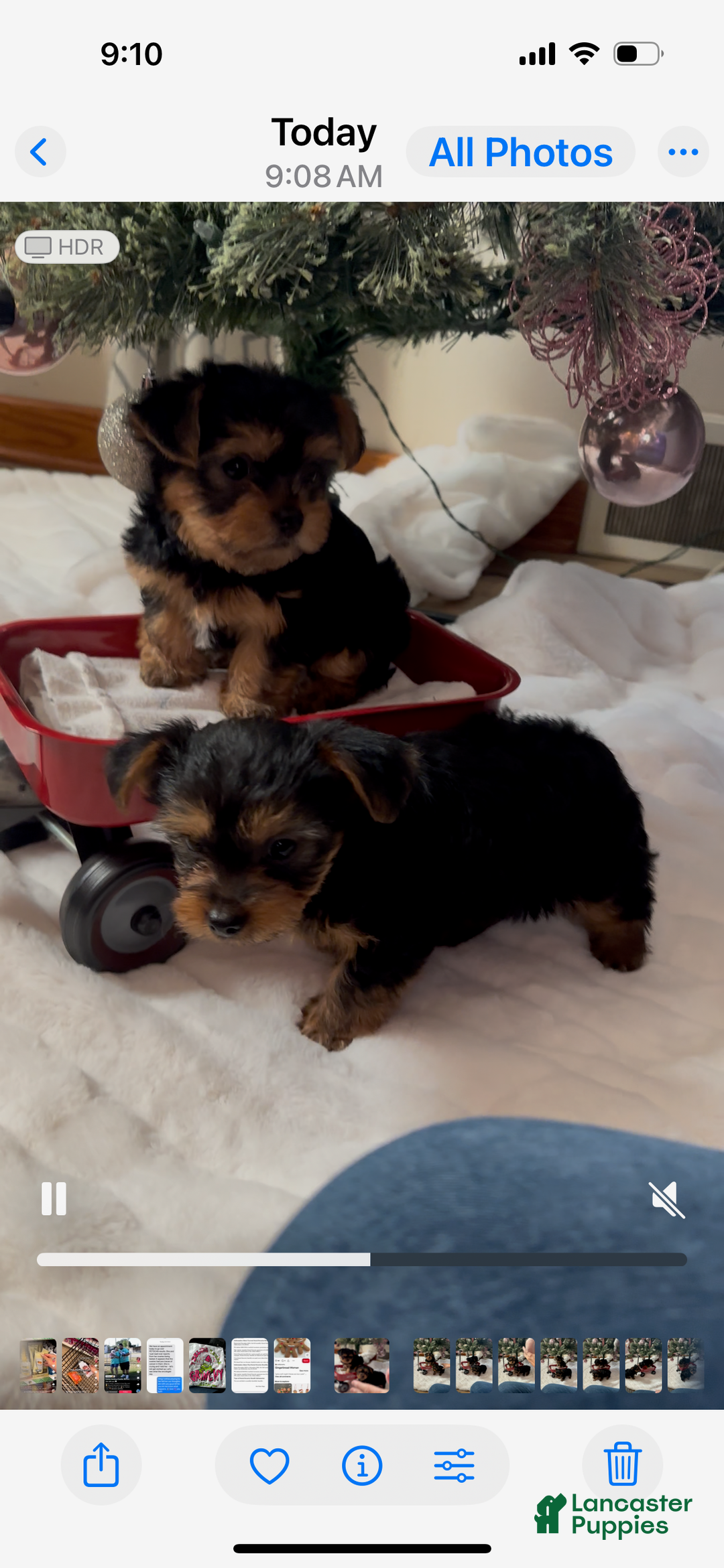 Yorkshire Terrier dogs for sale: Yorkshire Terrier Puppy 1 - Ad 5