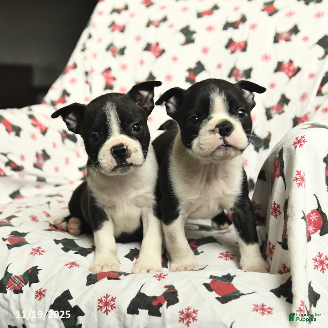 Boston Terrier dogs for sale: James   - Ad 5