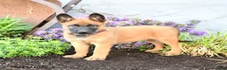 Belgian Malinois dogs for sale: Koda - Ad 1