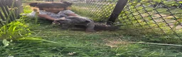 Cane Corso dogs for sale: Ghost - Ad 9