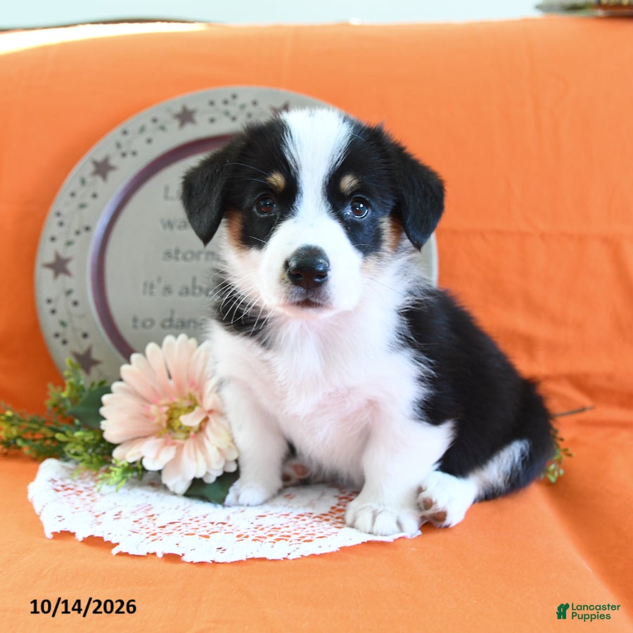 Welsh Corgi Pembroke dogs Eliza - Ad 1