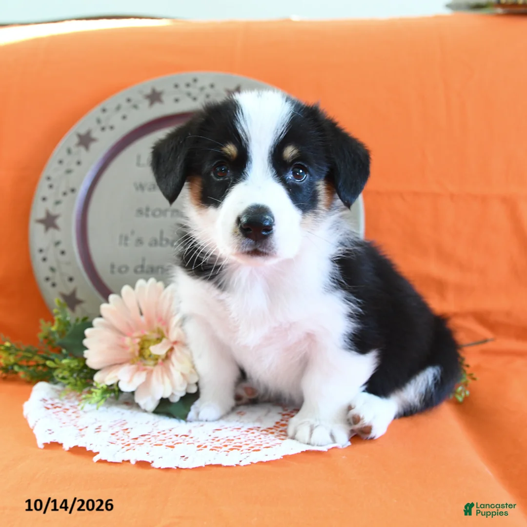 Welsh Corgi Pembroke dogs for sale: Eliza - Ad 1