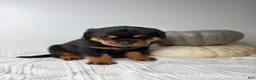 Rottweiler dogs for sale: Rottweiler 3 - Ad 10