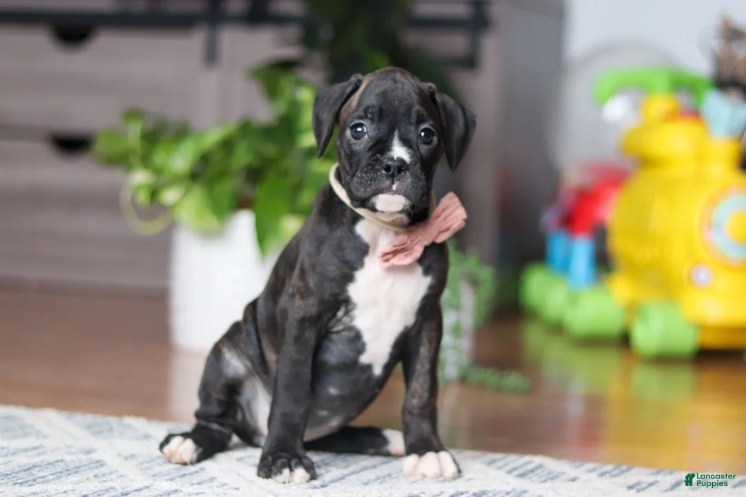 Boxer dogs for sale: Daisy - Ad 3