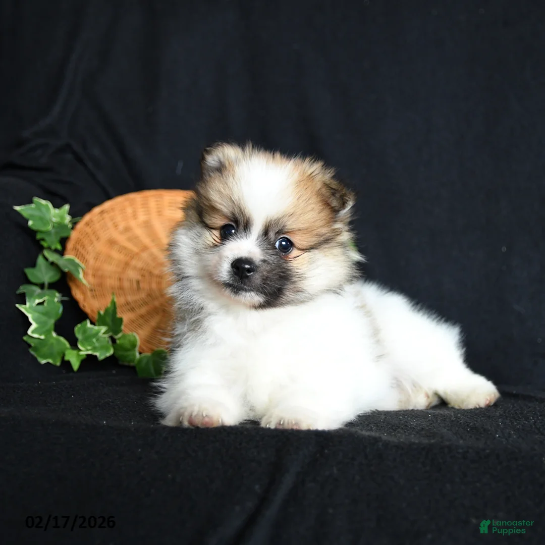 Pomeranian dogs for sale: Peter - Ad 4