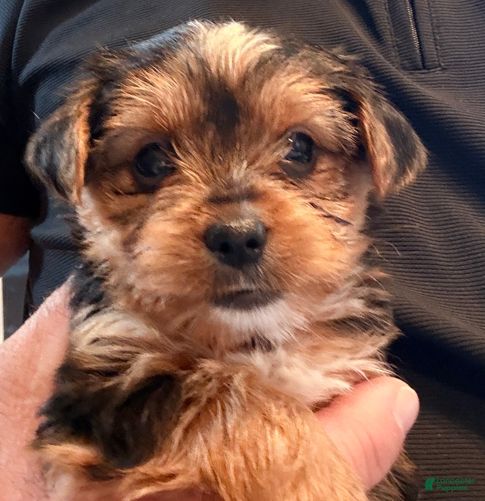 Yorkshire Terrier dogs Fluff - Ad 31