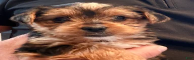 Fluff