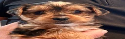 Yorkshire Terrier dogs for sale: Fluff - Ad 1
