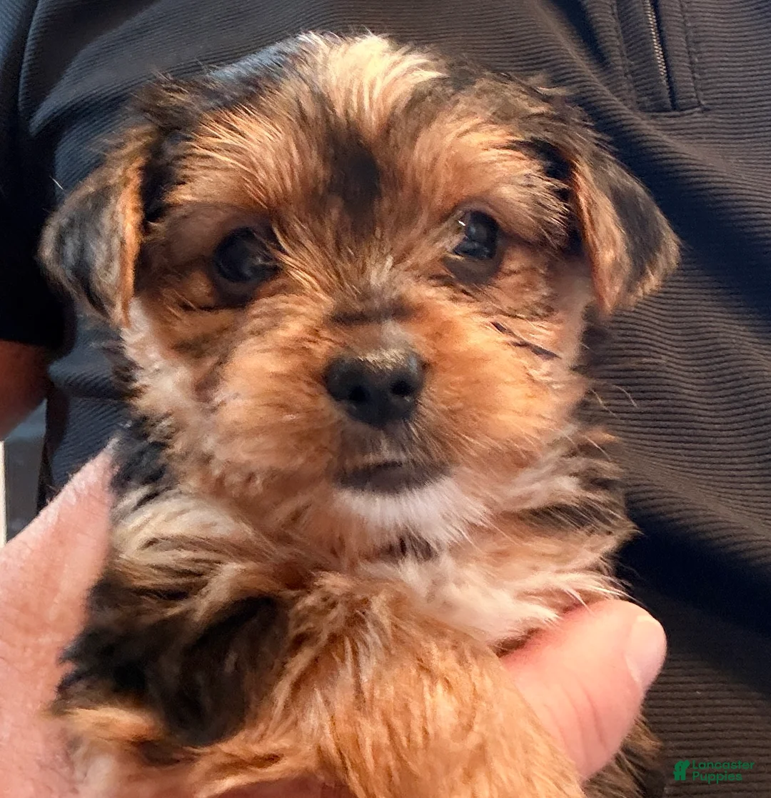 Yorkshire Terrier dogs for sale: Fluff - Ad 1