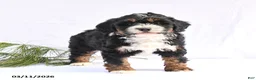 Bernedoodle dogs for sale: Bandit - Ad 4