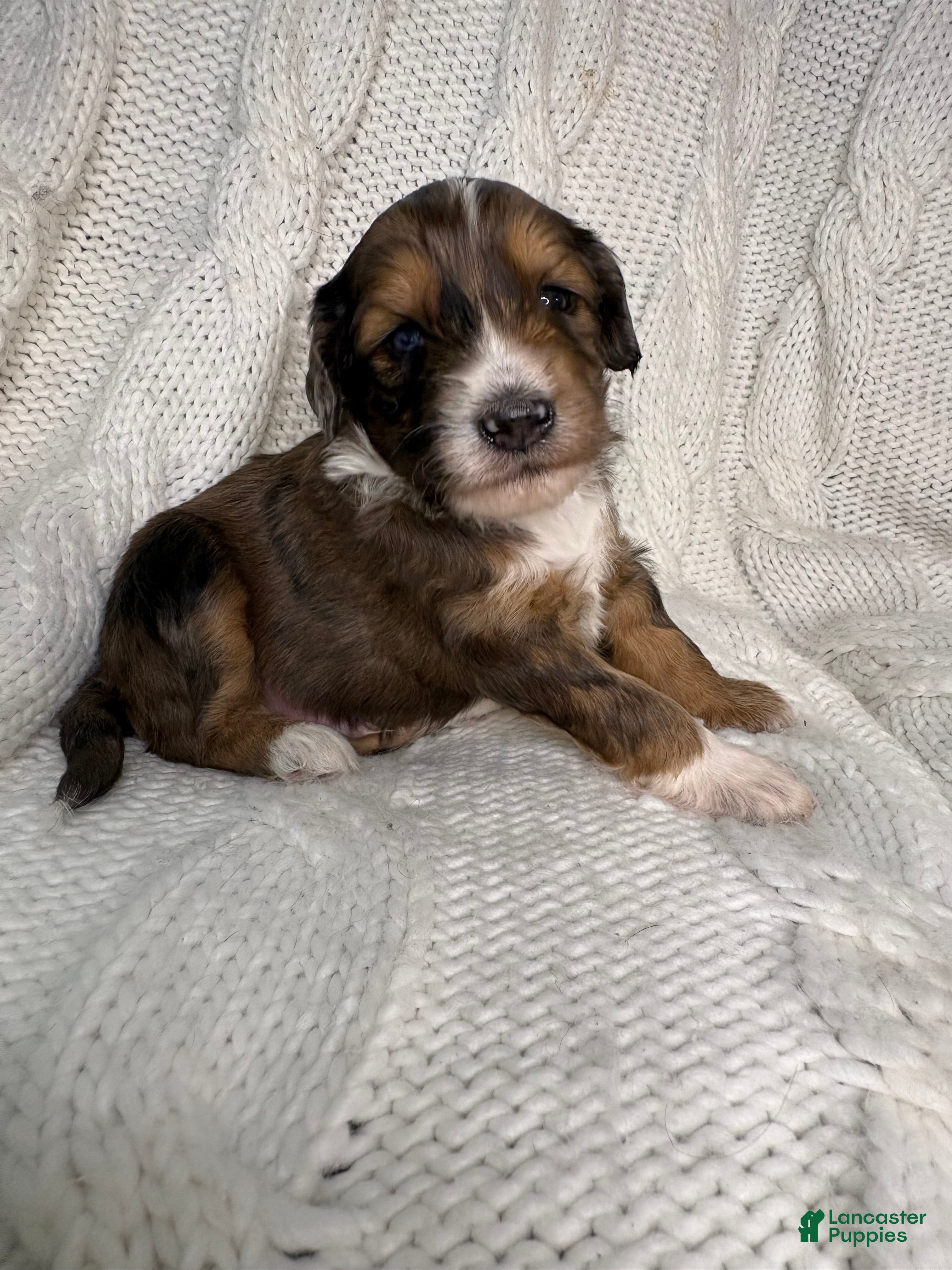 Mini Aussiedoodle dogs Mini Aussiedoodle Puppy 1 - Ad 4