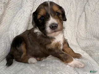 Mini Aussiedoodle dogs Mini Aussiedoodle Puppy 1 - Ad 4