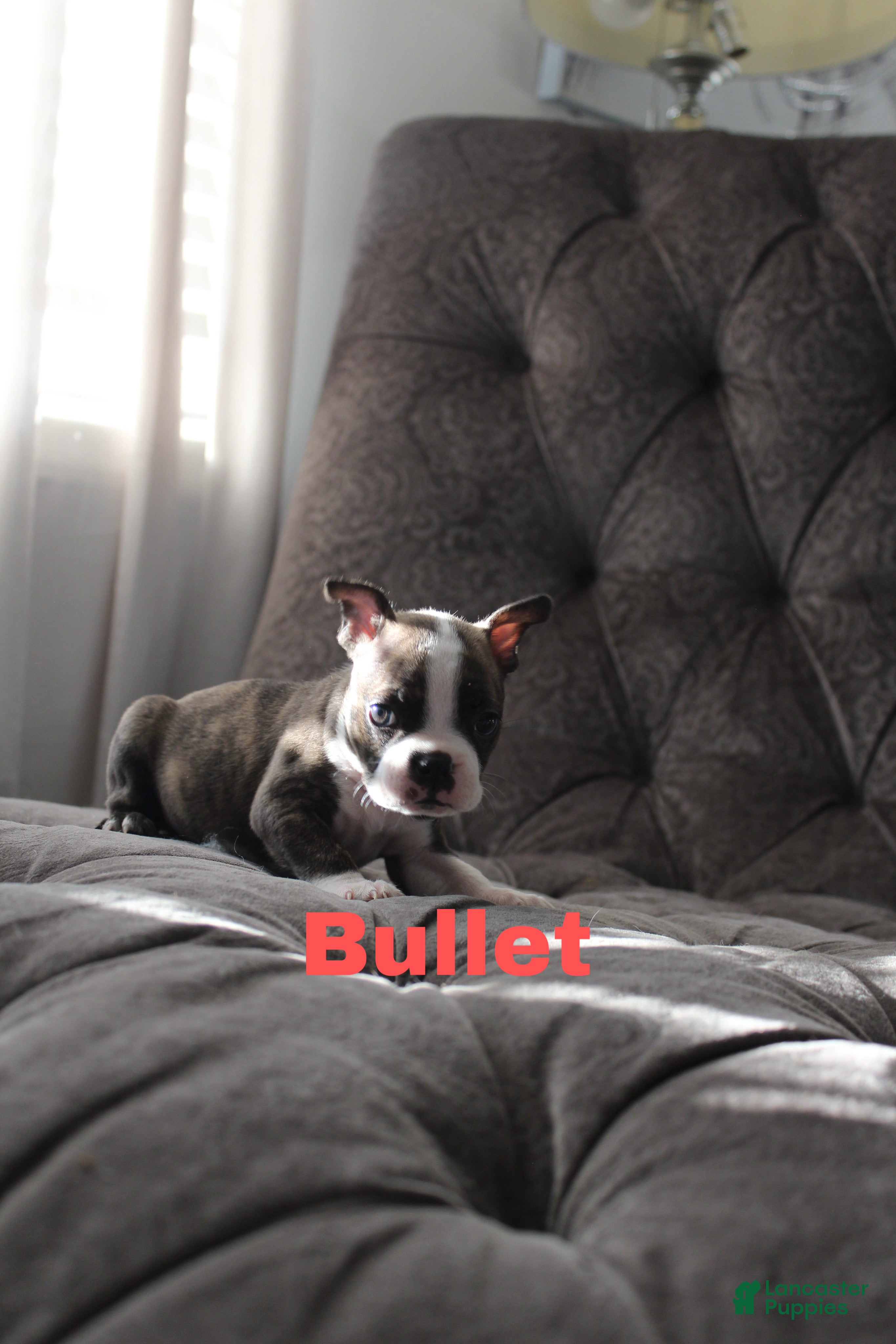 Boston Terrier dogs Bullet - Ad 4