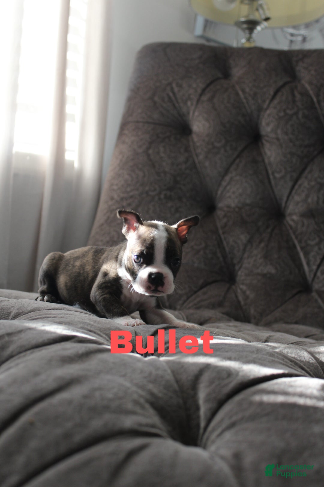 Boston Terrier dogs for sale: Bullet - Ad 1